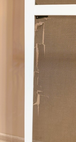 Синицы на моём участке