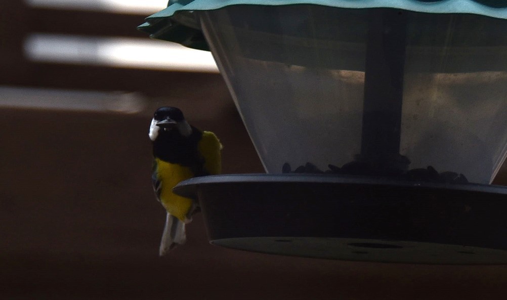 Синицы на моём участке