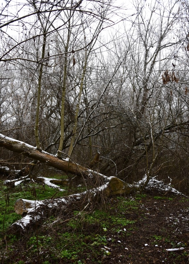 Тихий декабрьский снег у слиянии Миуса и Крынки