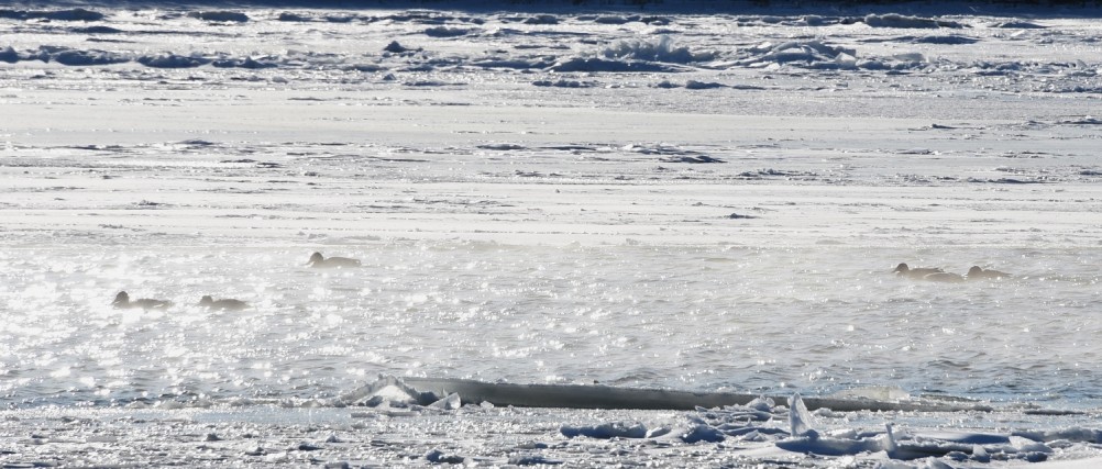 Стрелка Дона и Аксая в Крещенские морозы