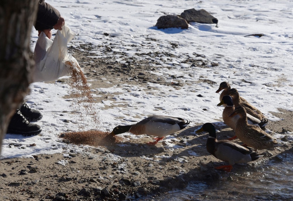 Стрелка Дона и Аксая в Крещенские морозы