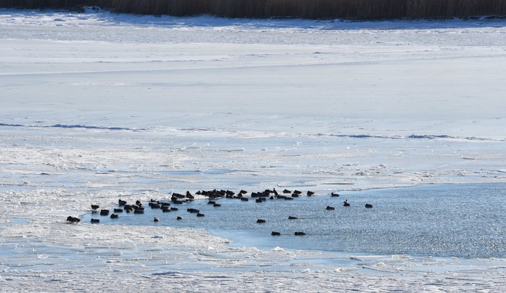 Стрелка Дона и Аксая в Крещенские морозы