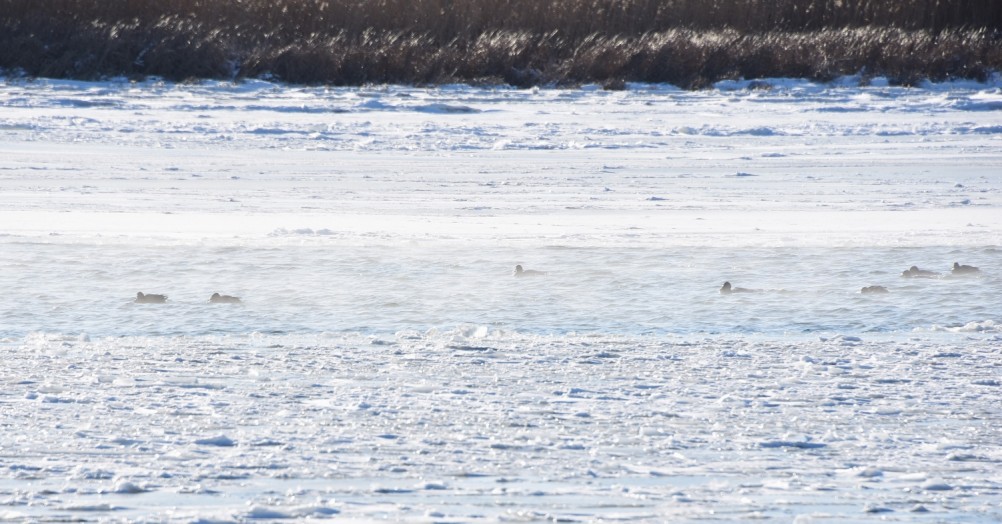 Стрелка Дона и Аксая в Крещенские морозы