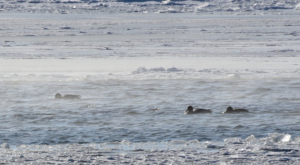 Стрелка Дона и Аксая в Крещенские морозы