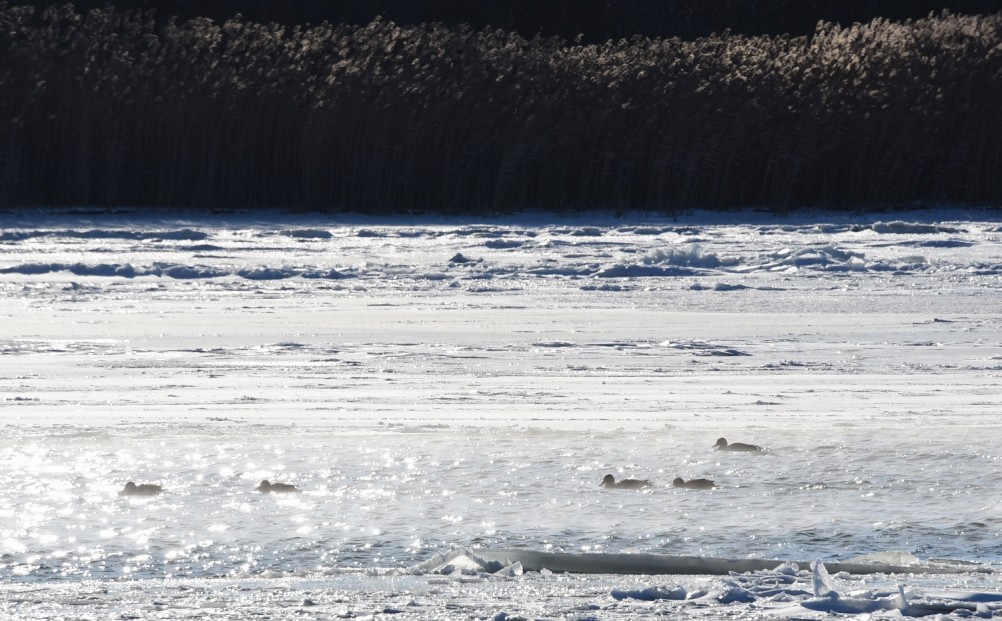 Стрелка Дона и Аксая в Крещенские морозы