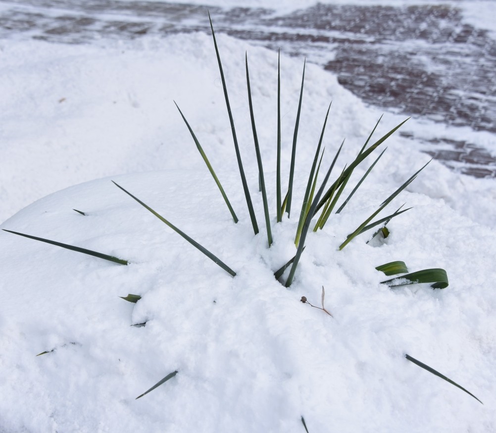 Снежная и морозная зима 2026 в Ростове-на-Дону 