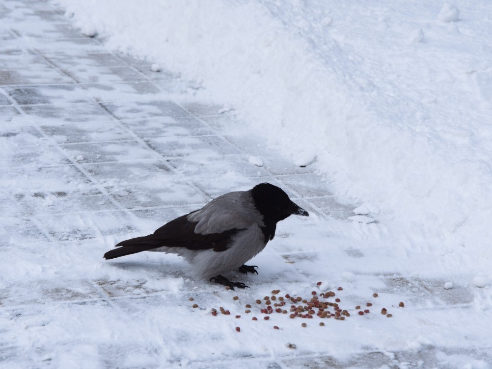 Снежная и морозная зима 2026 в Ростове-на-Дону 