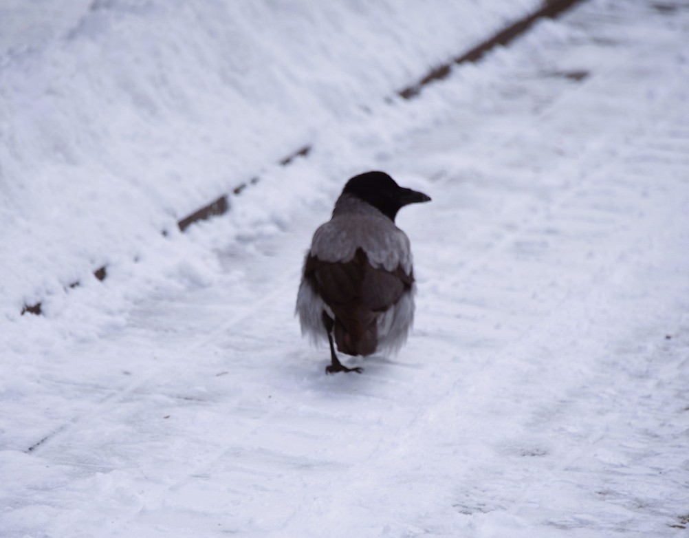Снежная и морозная зима 2026 в Ростове-на-Дону 