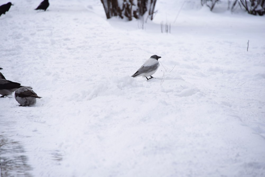 Снежная и морозная зима 2026 в Ростове-на-Дону 