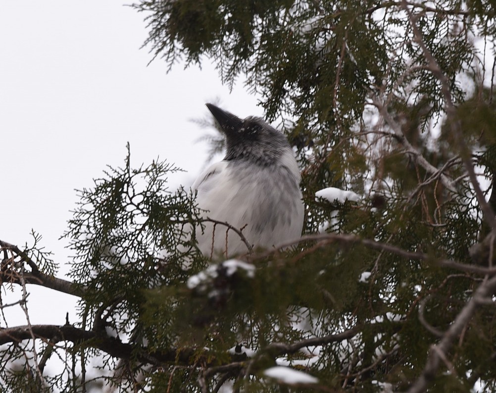 Снежная и морозная зима 2026 в Ростове-на-Дону 