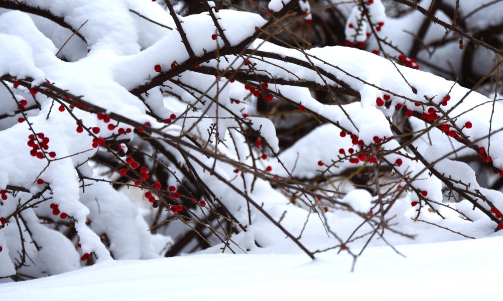 Снежная и морозная зима 2026 в Ростове-на-Дону 