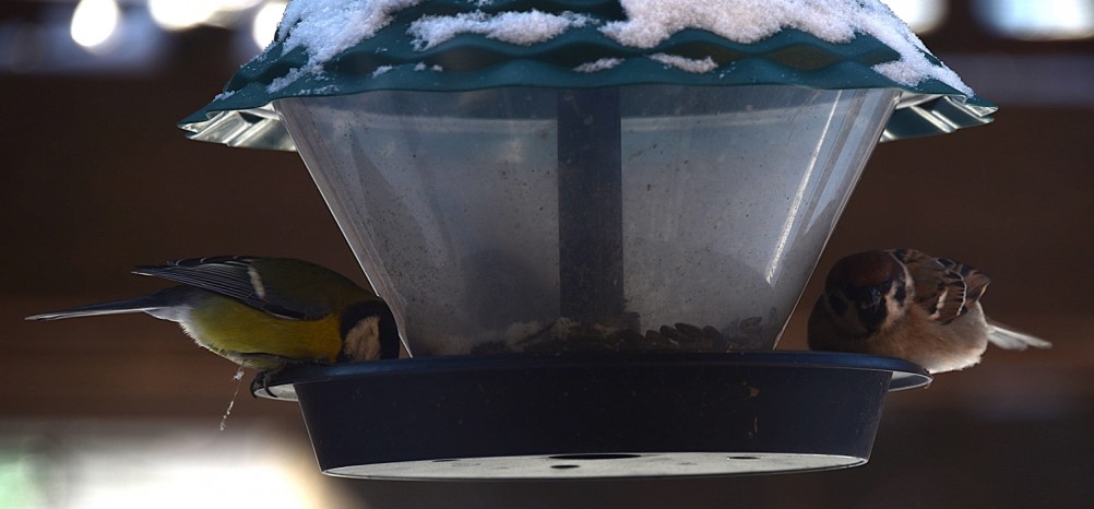 Воробьи, синицы, зяблики у кормушки