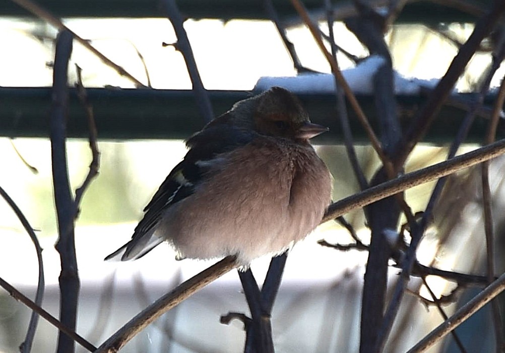 Воробьи, синицы, зяблики у кормушки