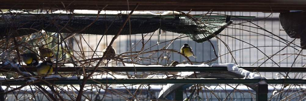Воробьи, синицы, зяблики у кормушки