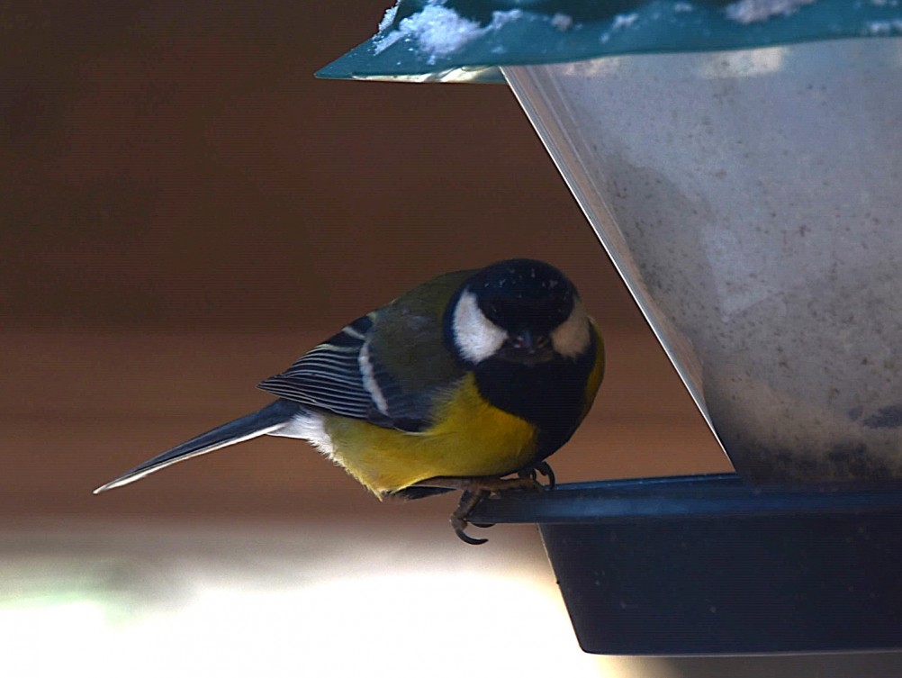 Воробьи, синицы, зяблики у кормушки