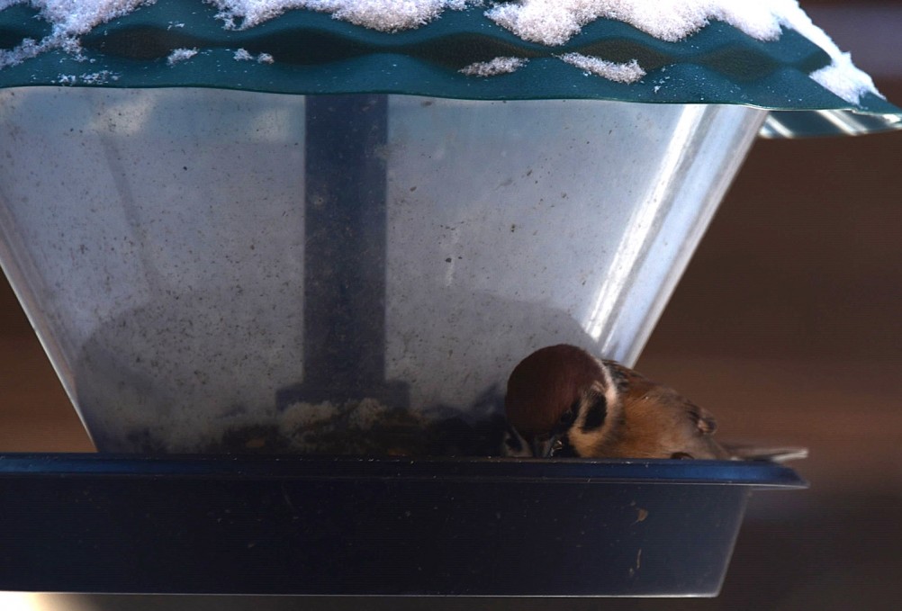 Воробьи, синицы, зяблики у кормушки