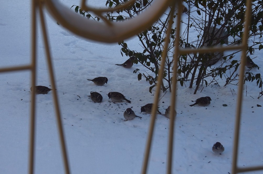 Воробьи, синицы, зяблики у кормушки