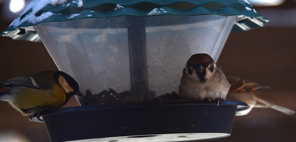 Воробьи, синицы, зяблики у кормушки