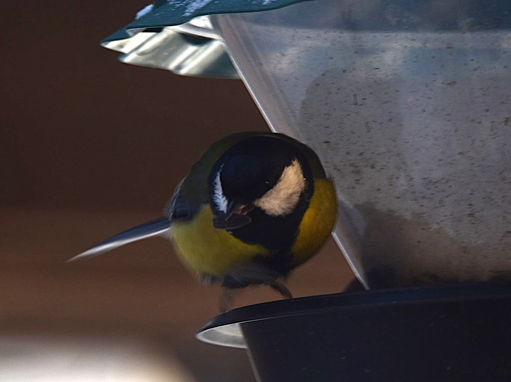 Воробьи, синицы, зяблики у кормушки