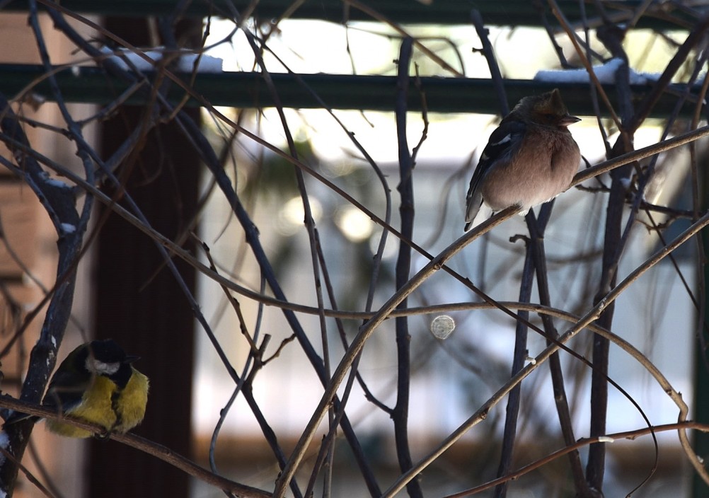 Воробьи, синицы, зяблики у кормушки