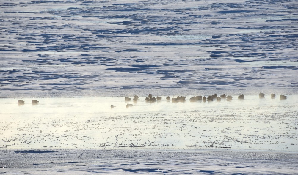 Стрелка Дона и Аксая в самый холодный день в году