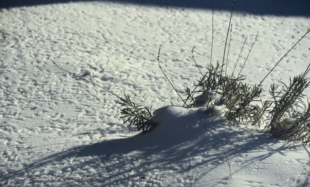 Графика, снег, февраль