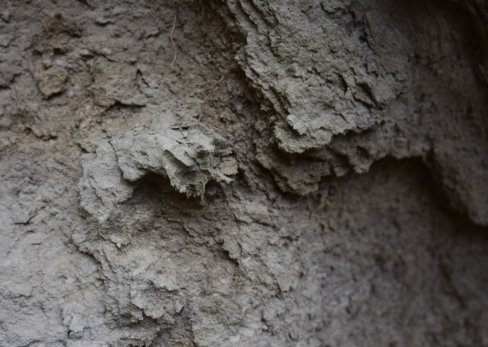 Песчаные розы на обрыве у Миуса