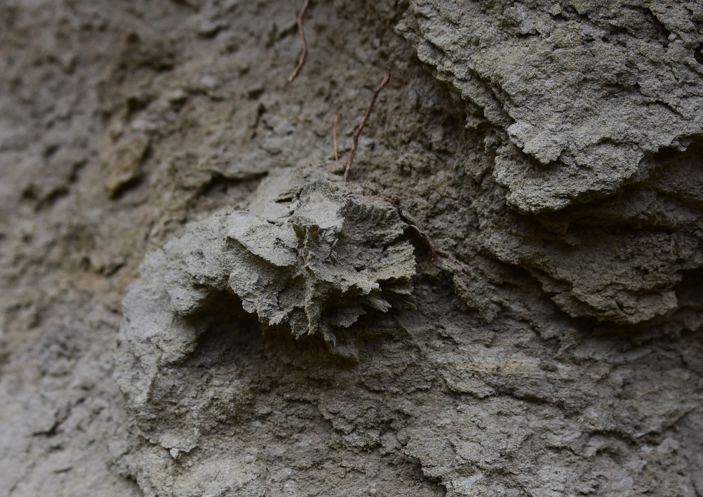 Песчаные розы на обрыве у Миуса