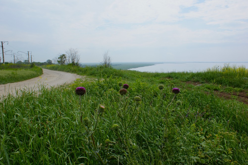 Лукоморье и чертополохи