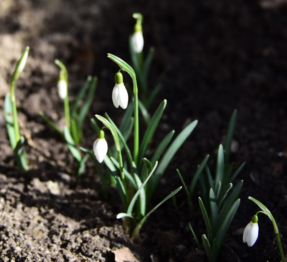 Подснежник белоснежный