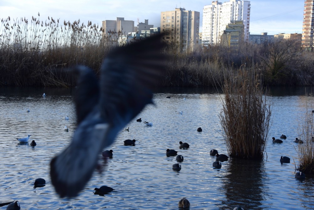 Птицы весной на пруду у Сурб Хач, кряквы, лысухи, чайки