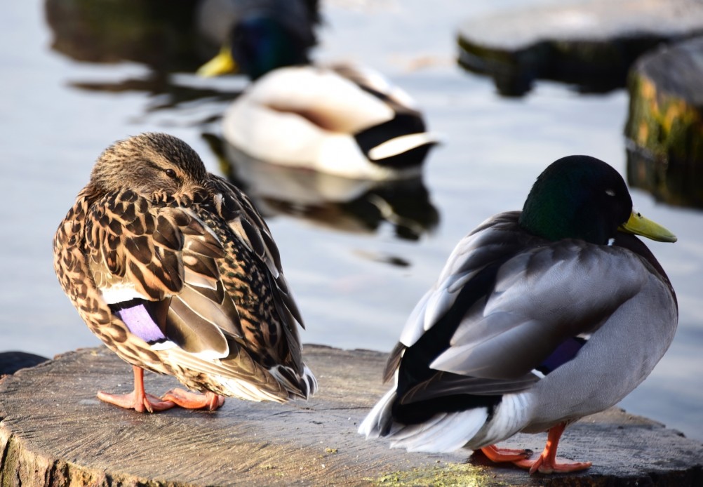 Птицы весной на пруду у Сурб Хач, кряквы, лысухи, чайки