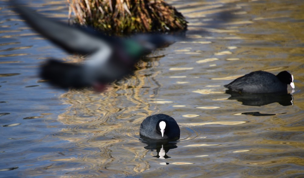Птицы весной на пруду у Сурб Хач, кряквы, лысухи, чайки