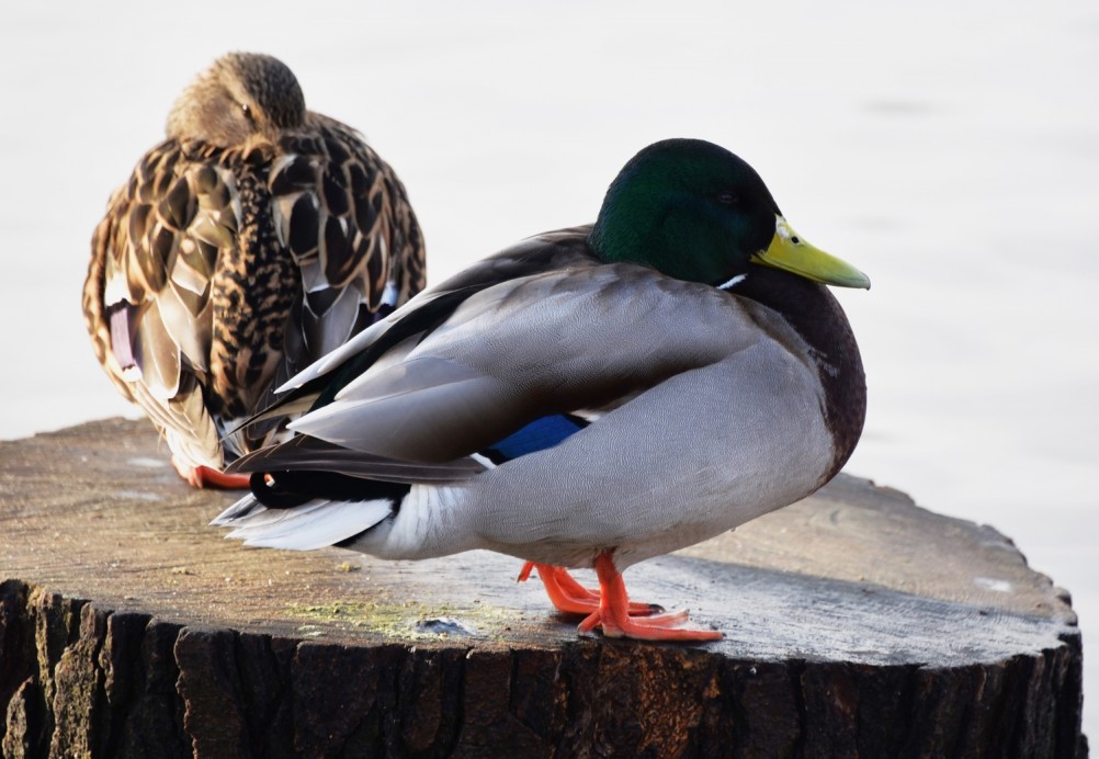 Птицы весной на пруду у Сурб Хач, кряквы, лысухи, чайки