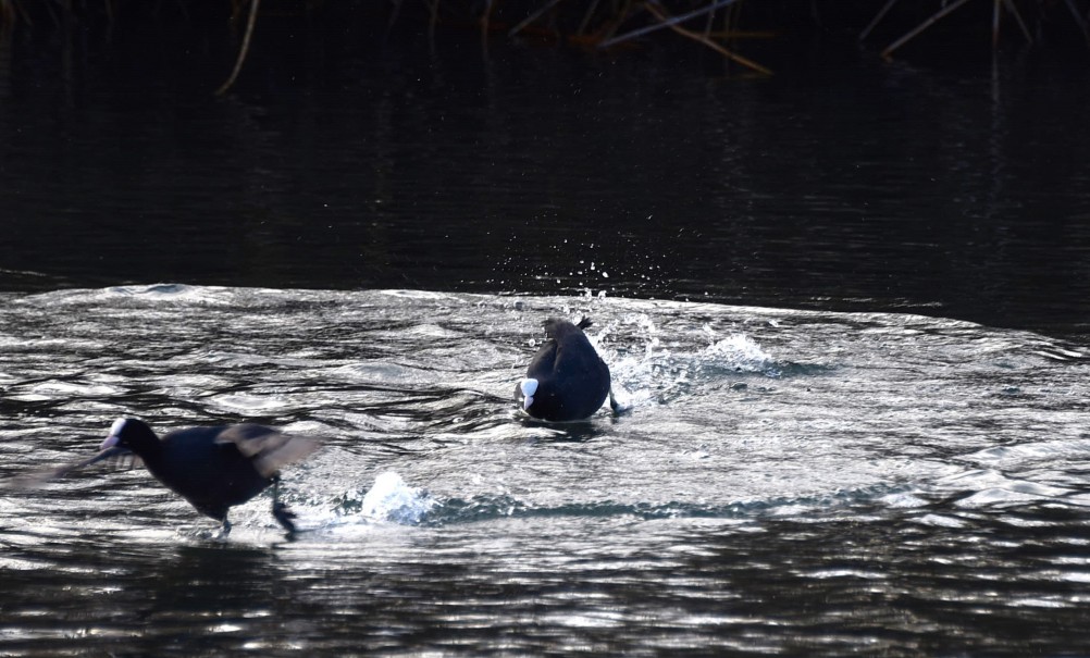 Птицы весной на пруду у Сурб Хач, кряквы, лысухи, чайки