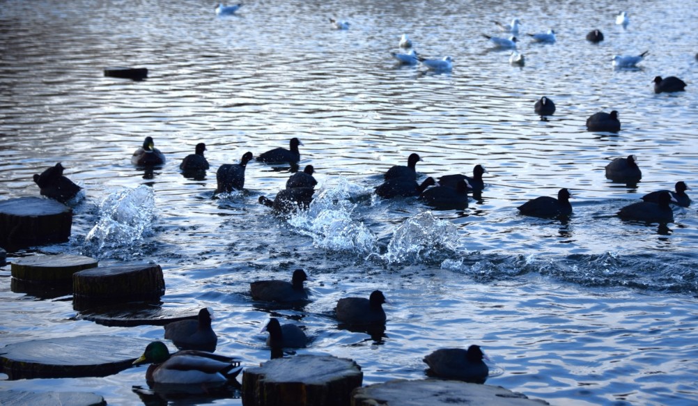 Птицы весной на пруду у Сурб Хач, кряквы, лысухи, чайки