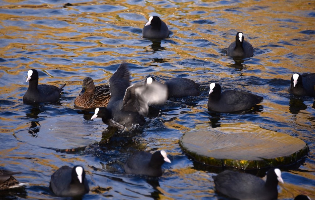 Птицы весной на пруду у Сурб Хач, кряквы, лысухи, чайки