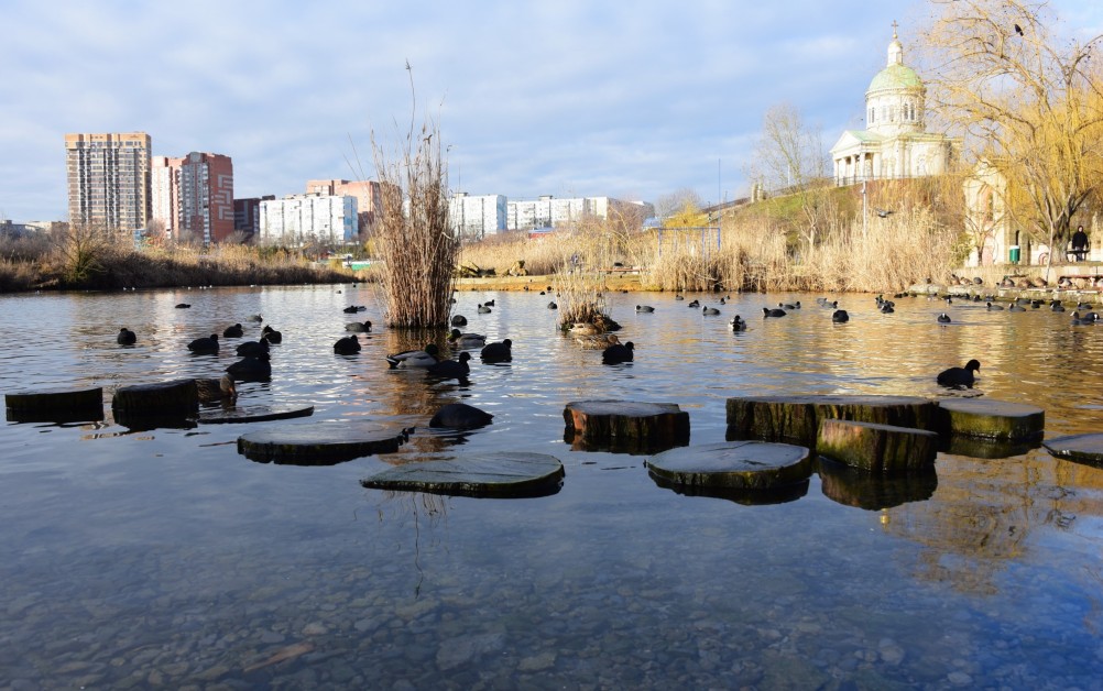 Птицы весной на пруду у Сурб Хач, кряквы, лысухи, чайки