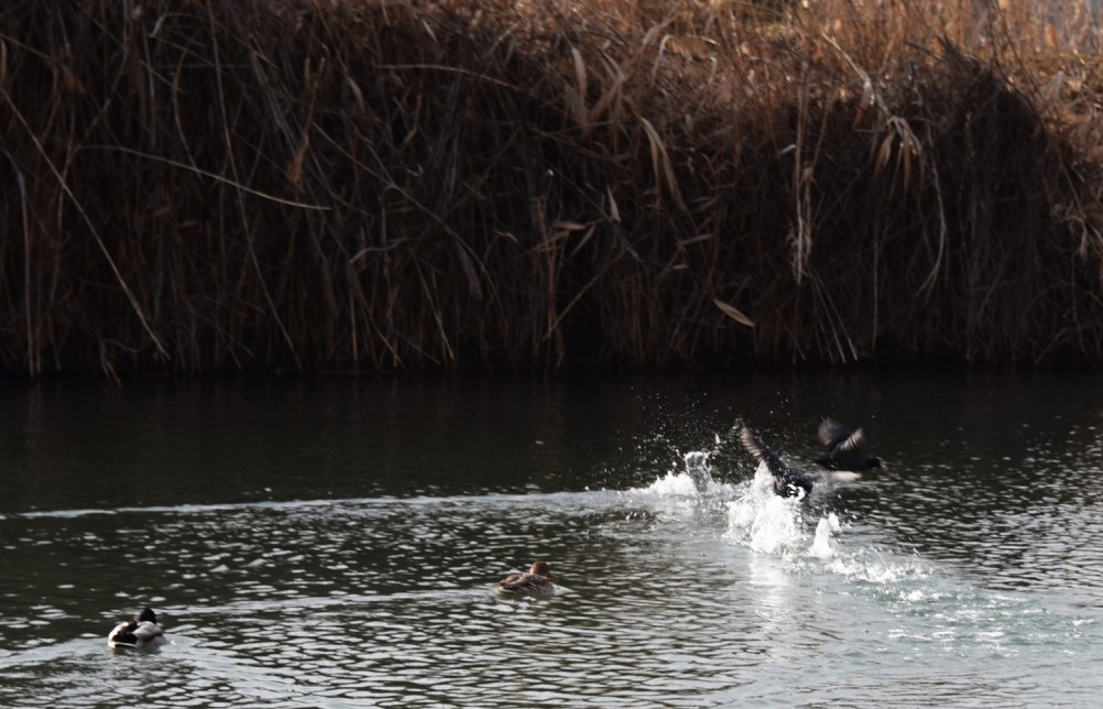 Птицы весной на пруду у Сурб Хач, кряквы, лысухи, чайки