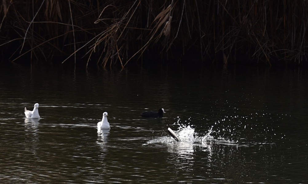 Птицы весной на пруду у Сурб Хач, кряквы, лысухи, чайки