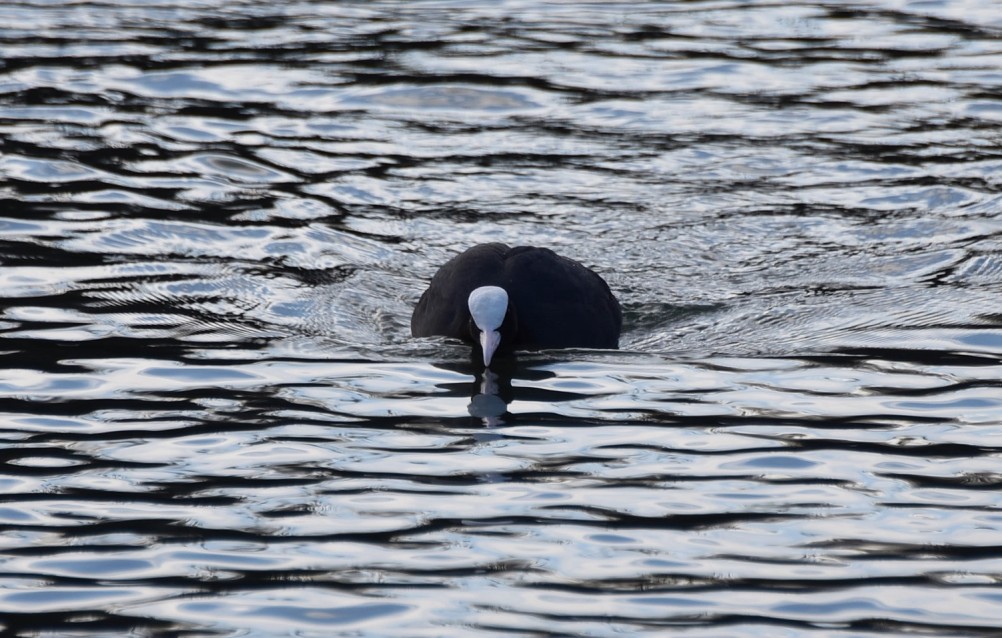 Птицы весной на пруду у Сурб Хач, кряквы, лысухи, чайки