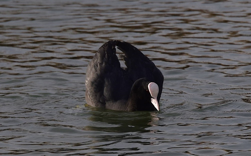 Птицы весной на пруду у Сурб Хач, кряквы, лысухи, чайки