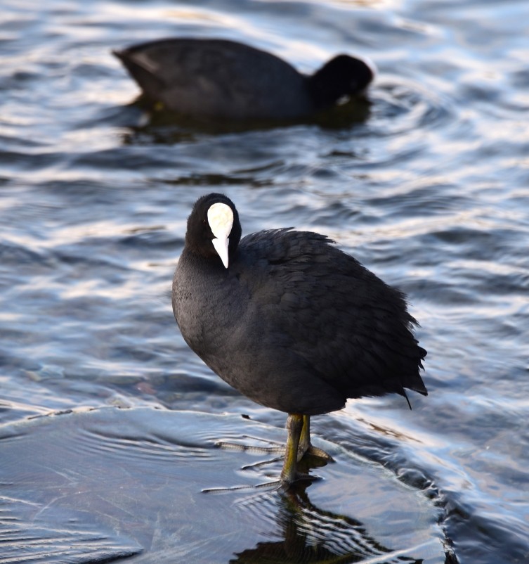 Птицы весной на пруду у Сурб Хач, кряквы, лысухи, чайки