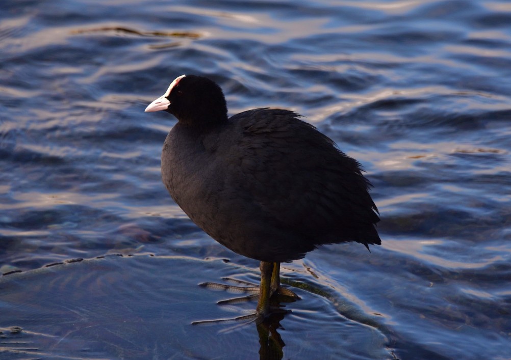 Птицы весной на пруду у Сурб Хач, кряквы, лысухи, чайки