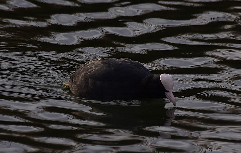 Птицы весной на пруду у Сурб Хач, кряквы, лысухи, чайки