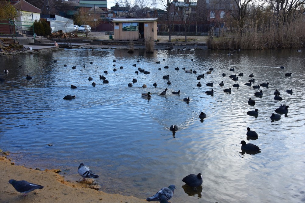 Птицы весной на пруду у Сурб Хач, кряквы, лысухи, чайки