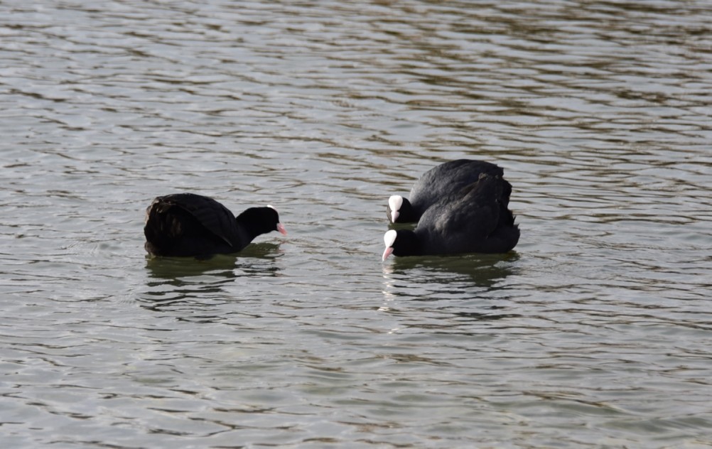 Птицы весной на пруду у Сурб Хач, кряквы, лысухи, чайки