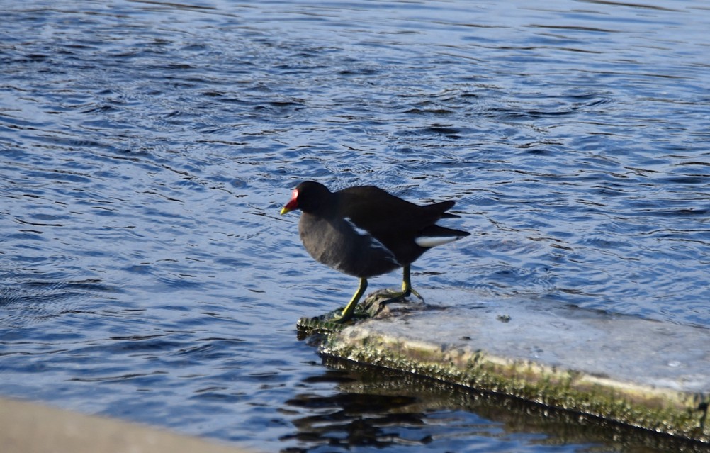 Птицы весной на пруду у Сурб Хач, кряквы, лысухи, чайки