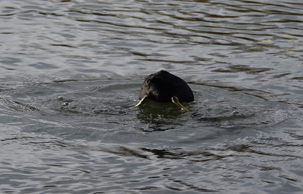 Птицы весной на пруду у Сурб Хач, кряквы, лысухи, чайки