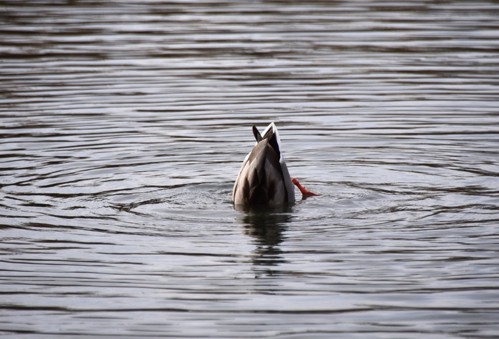 Птицы весной на пруду у Сурб Хач, кряквы, лысухи, чайки
